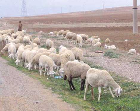 نفوق قطيع ماشية بالأغواط بسبب البرد