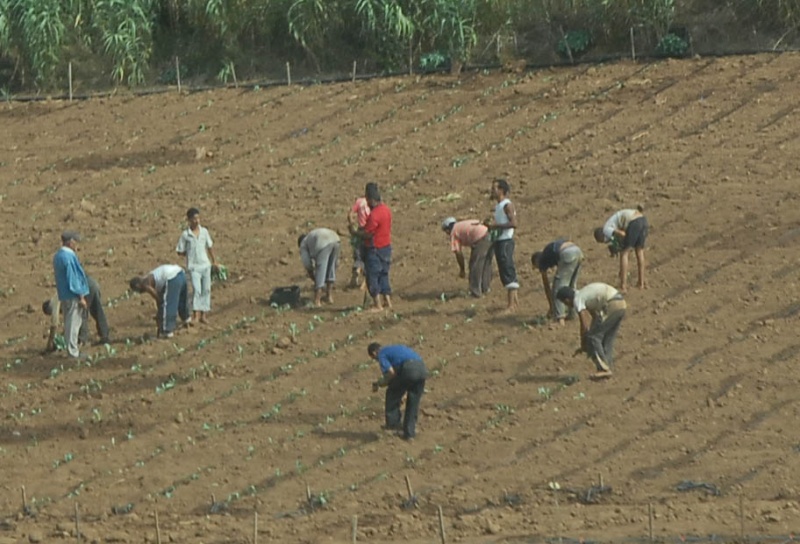 Chute des prix du pétrole