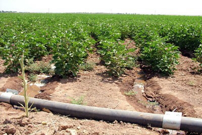 فشل البرامج الفلاحية بالجلفة