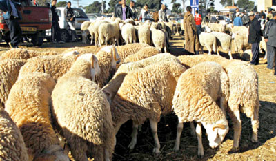 أكبر سوق للماشية بالبيض