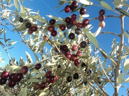 La récolte des olives