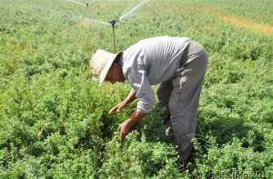 شباب عين سيدي علي بالأغواط يطالبون بالدعم الفلاحي
