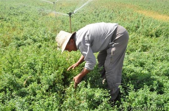 شباب عين سيدي علي بالأغواط يطالبون بالدعم الفلاحي