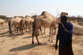 إنهاء مشكل الإسطبلات داخل النسيج العمراني بالنخلة في الوادي قريبا