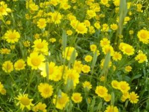 Printemps 2011, faible pluviométrie