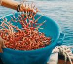 الدرك يسترجع 9.5 كغ من المرجان المعد للتهريب بأم البواقي