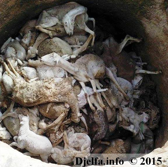 إنهاء مهام مدير المزرعة النموذجية بتعظميت والمدير العام لمؤسسة 