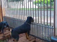 Le molosse « sécurisait » le stade communal