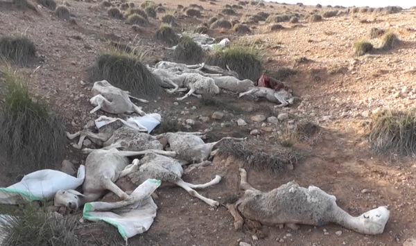 فضيحة مدوية بمزرعة تابعة للدولة ببلدية تعظميت بالجلفة