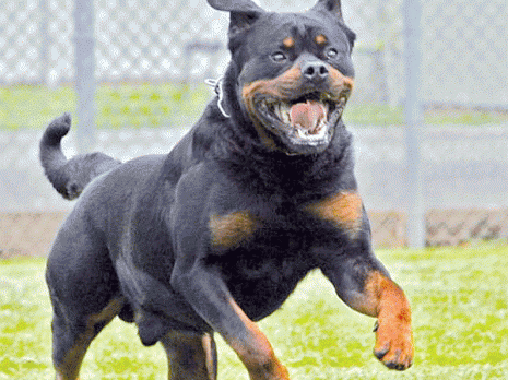 Un Rottweiller tue un enfant de 11 ans