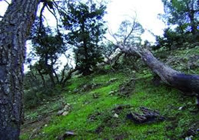 Répondre aux revendications des riverains des forêts et organiser une battue des sangliers