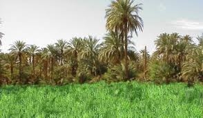 10 ملايير دج لتنمية الفلاحة بغرداية