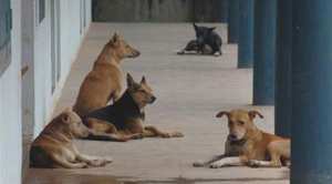 كلب يثير الرعب في العقيلة بالوادي