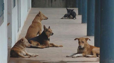 كلب يثير الرعب في العقيلة بالوادي