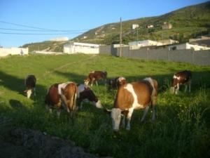 Lemroudj, activités économiques