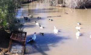 المناطق الرطبة قيمة إيكولوجية بالطارف