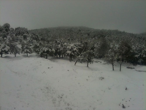 ثلوج تغلق الطرق و صقيع يجمّد الأرضية و رياح تقتلع الأشجار بتيارت