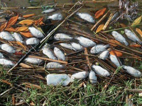 Polémique autour de la pollution des eaux