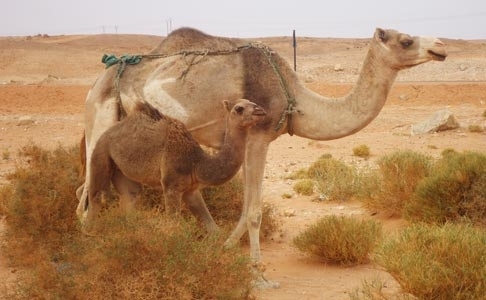 موالو الجهة الجنوبية يحتجون على احتلال المراعي بالوادي