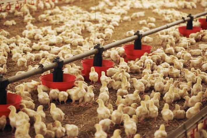 Modernisation de la filière avicole