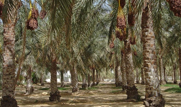 أكثر من 4 ملايين نخلة مهددة بالزوال في الوادي