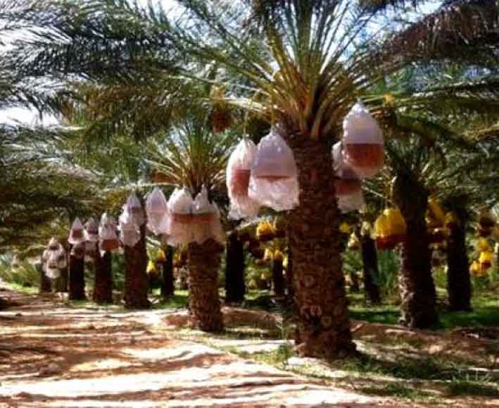 Afin de promouvoir la phoéniciculture