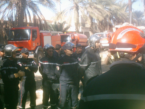 إنقاذ قطة قضت أسبوعين فوق نخلة بالوادي