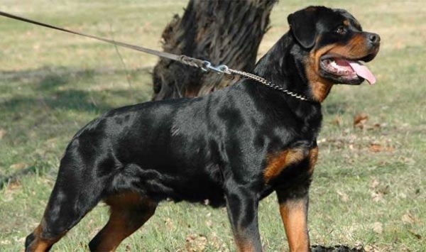 أطلق كلابه على 