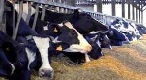 600 موال يستفيد من 5500 بقرة بعين تموشنت