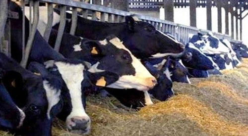 600 موال يستفيد من 5500 بقرة بعين تموشنت