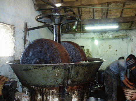 Modeste récolte d'olives à Tizi Ouzou