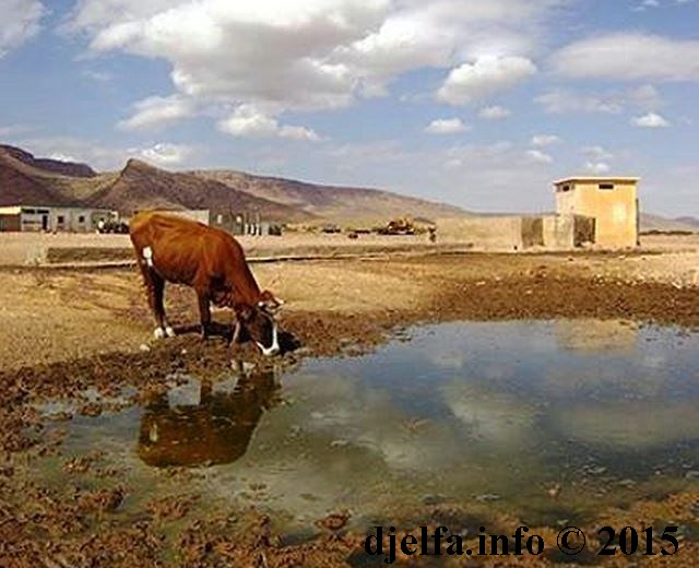 الإنطلاق قريبا في الحصة الثانية من تجديد شبكة مياه الشرب بمدينة الجلفة ... و3000 نسمة بمنطقة 