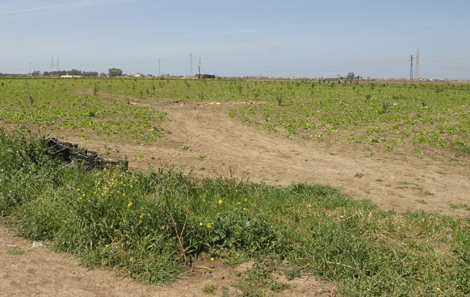 معاق ذهنيا يستفيد من عقد امتياز فلاحي بعين تموشنت؟!