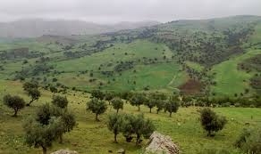 ناهبو الثروة الغابية بالزيتونة في سكيكدة رهن الحبس