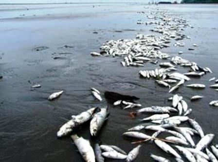 التلوث يهدد بتحجيم الثروة السمكية في الجزائر