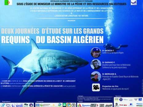 Au plus près des requins