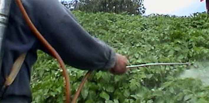 Maladies affectant les produits agricoles