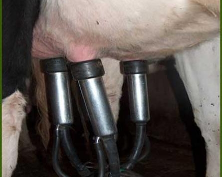 تراجع إنتاج الحليب في سكيكدة