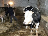 les éleveurs de bovins montent au créneau