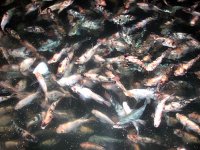 La ferme aquacole d'Agla mise en exploitation et réception de l'abri de pêche de Honaine