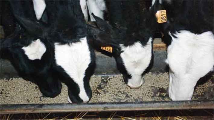 Elevage bovin et production laitière