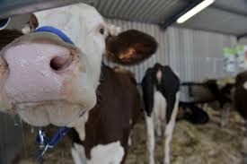 تسجيل حالة إصابة بداء الحمى القلاعية بالوادي