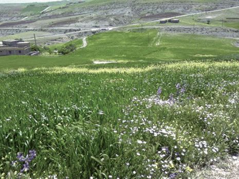 CAMPAGNE DE DESHERBAGE À GUELMA