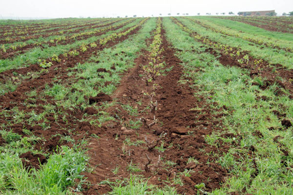 وكالة أنساج مستغانم تجمّد تمويل المشاريع غير المنتجة