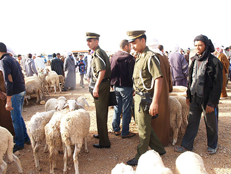 عصابات سرقة المواشي تثير الرعب وسط المربين بغرداية