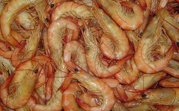 تجربة استزراع 4 آلاف يرقة من الجمبري في المياه العذبة بالمرسى ناجحة