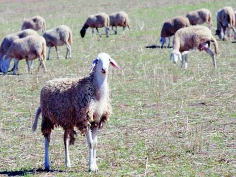 Vol de cheptel à Médéa