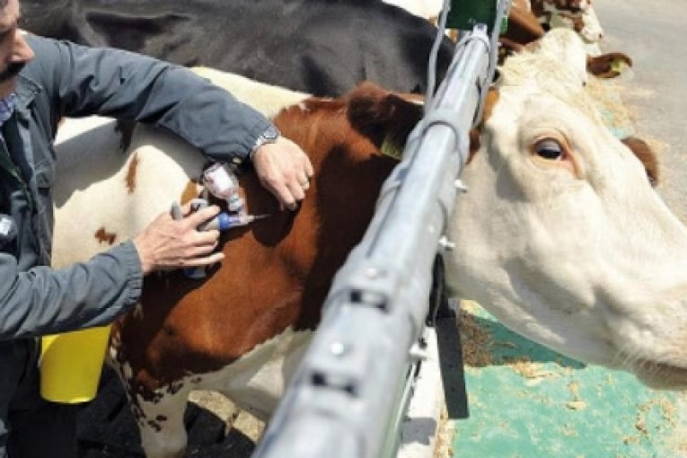 تسجيل 7 بؤر للحمى القلاعية بولاية البيض