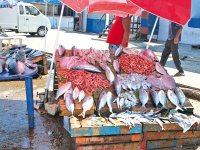 Le poisson prochainement « en fête » à Jijel