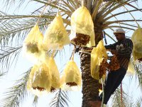 Création d'un consortium de 12 wilayas